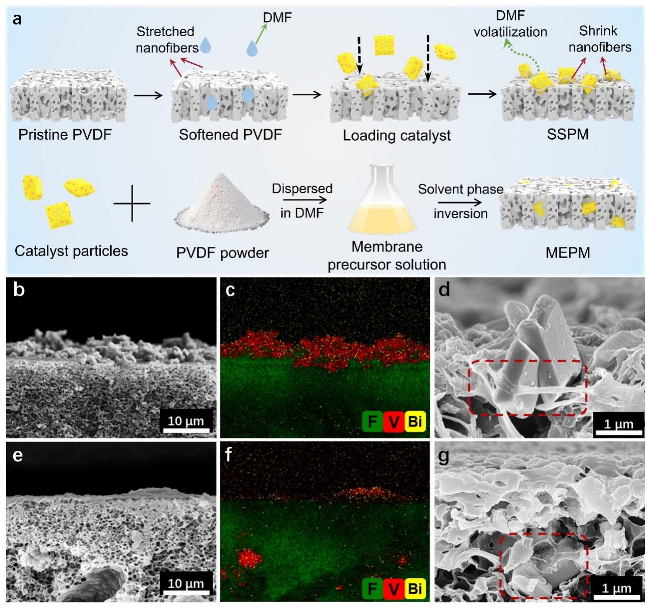 中国科学技术大学李文卫教授等人《Nano-Micro Lett.》：无粘合剂的表面自固定光催化膜，实现高效 H₂O₂合成及水净化